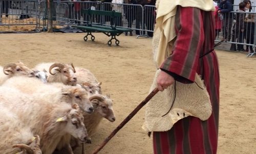 L'équipe de Carole Le Guellec, moutoniers, dresseurs de chiens de berger